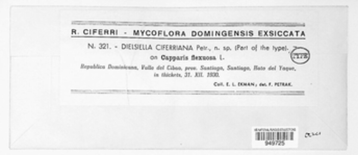 Cycloschizon ciferrianum image
